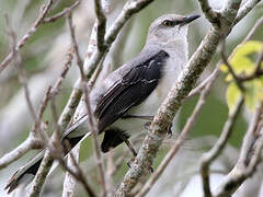 Tropical Mockingbird