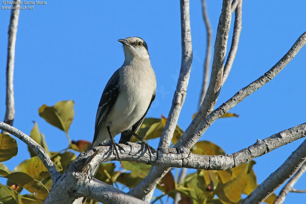 Moqueur des savanesadulte, identification