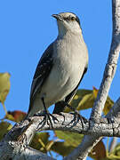 Tropical Mockingbird