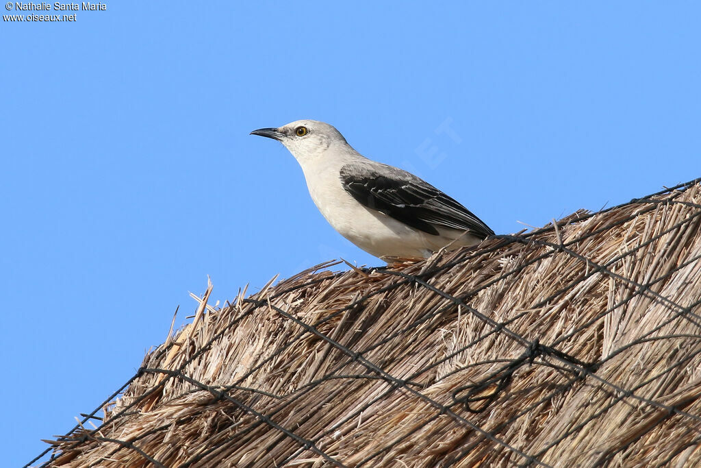 Tropical Mockingbirdadult, identification