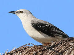 Tropical Mockingbird