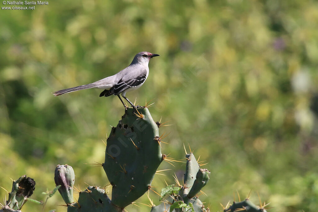 Tropical Mockingbirdadult, identification, feeding habits, clues