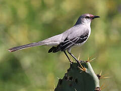 Tropical Mockingbird