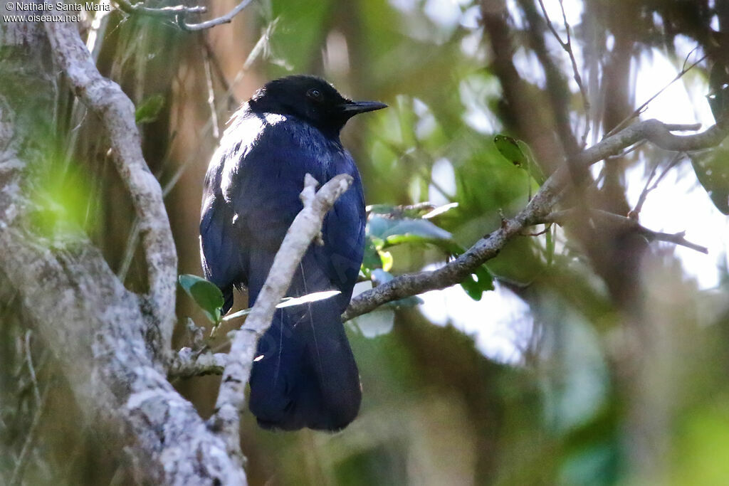 Black Catbirdadult, identification