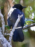 Black Catbird