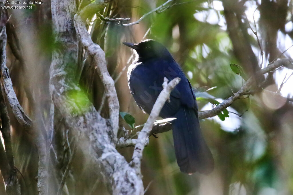 Moqueur noiradulte, habitat