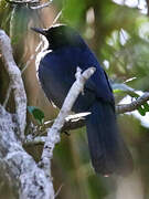 Black Catbird