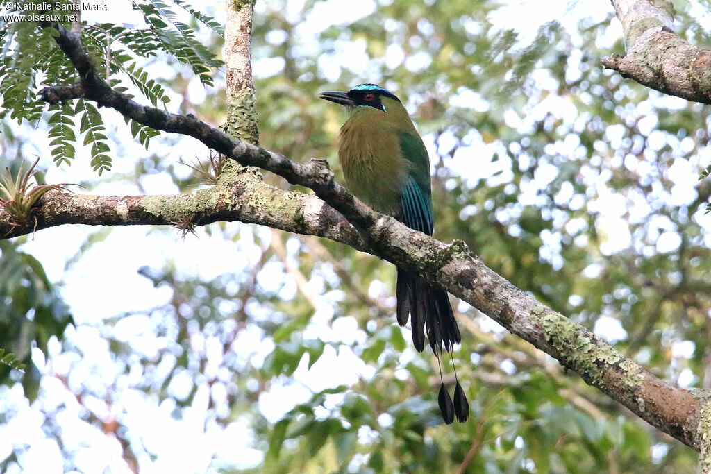 Turquoise-browed Motmotadult, identification