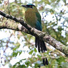 Motmot à sourcils bleus