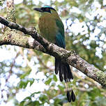 Motmot à sourcils bleus