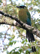 Motmot à sourcils bleus