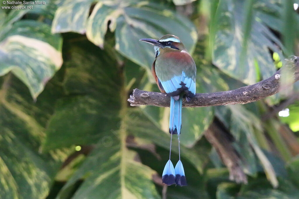 Motmot de Lessonadulte, identification