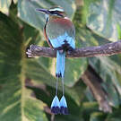 Motmot de Lesson