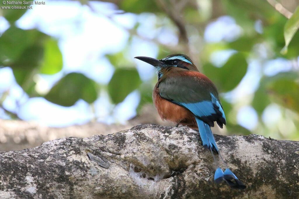 Motmot de Lessonadulte, identification