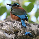 Motmot de Lesson