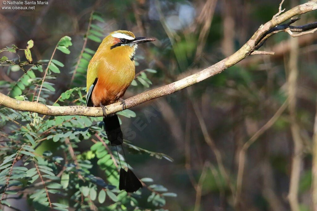 Motmot de Lessonadulte, identification, pêche/chasse