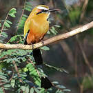 Motmot de Lesson