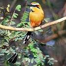 Motmot de Lesson