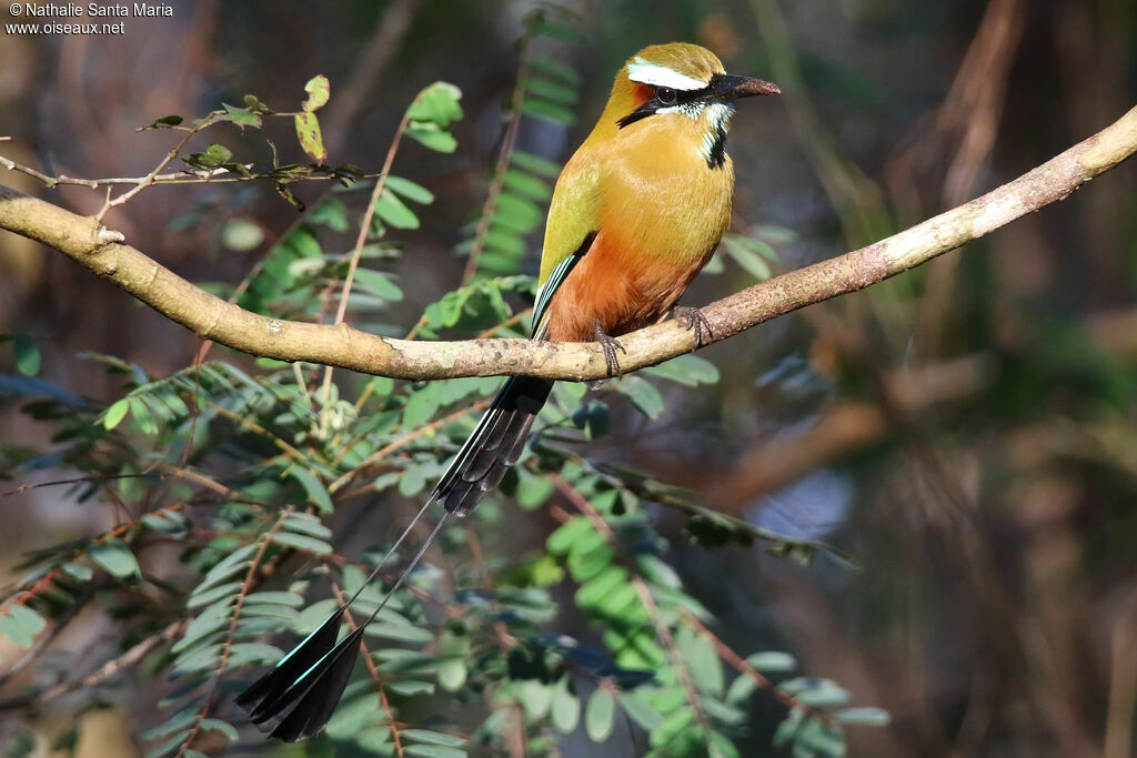 Motmot de Lessonadulte, identification, pêche/chasse