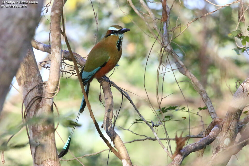 Motmot de Lessonadulte, identification