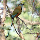 Motmot de Lesson