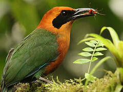 Rufous Motmot