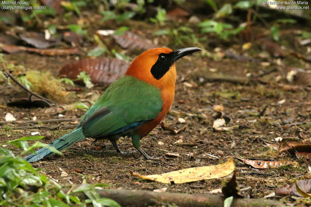 Motmot rouxadulte, identification