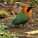 Motmot roux
