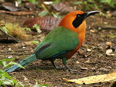 Rufous Motmot