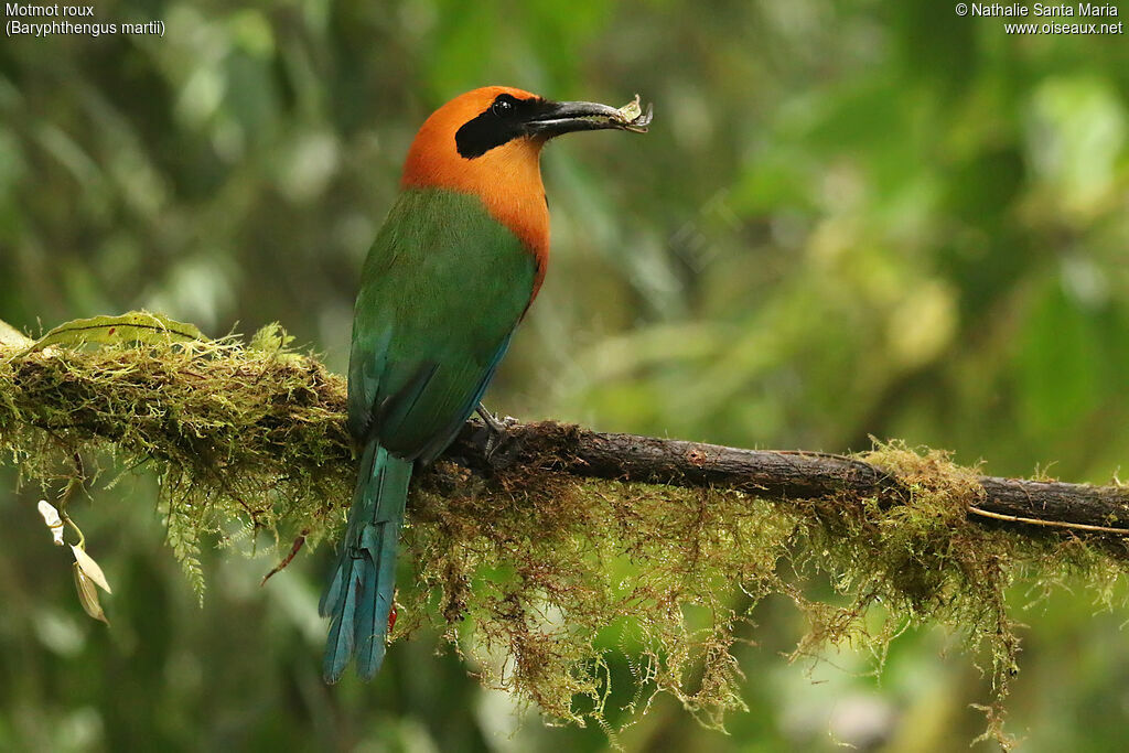 Motmot rouxadulte, identification, régime, mange