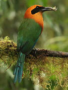 Rufous Motmot