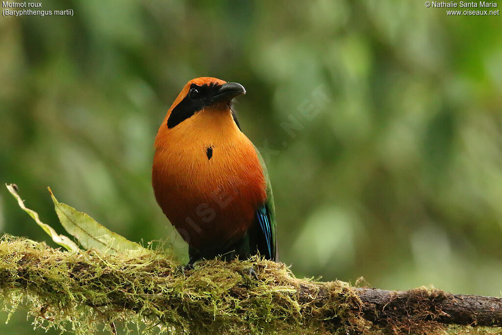 Rufous Motmotadult, identification