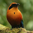Motmot roux