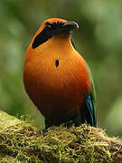 Rufous Motmot