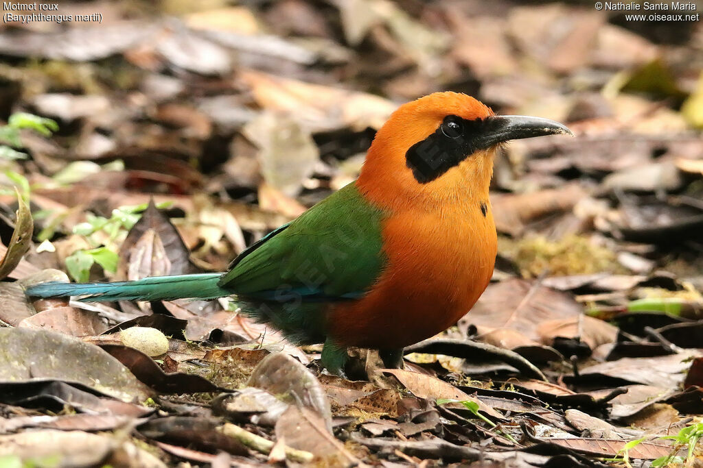 Rufous Motmotadult, identification