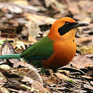 Motmot roux