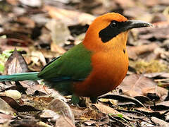 Rufous Motmot