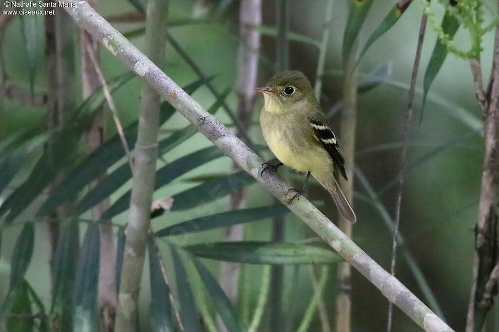 Moucherolle à ventre jauneadulte, identification