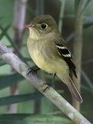 Yellow-bellied Flycatcher