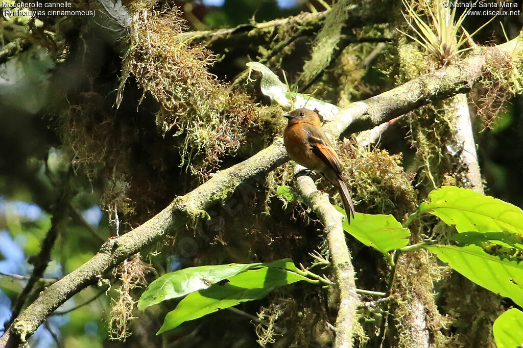 Moucherolle cannelleadulte, habitat