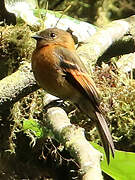 Cinnamon Flycatcher