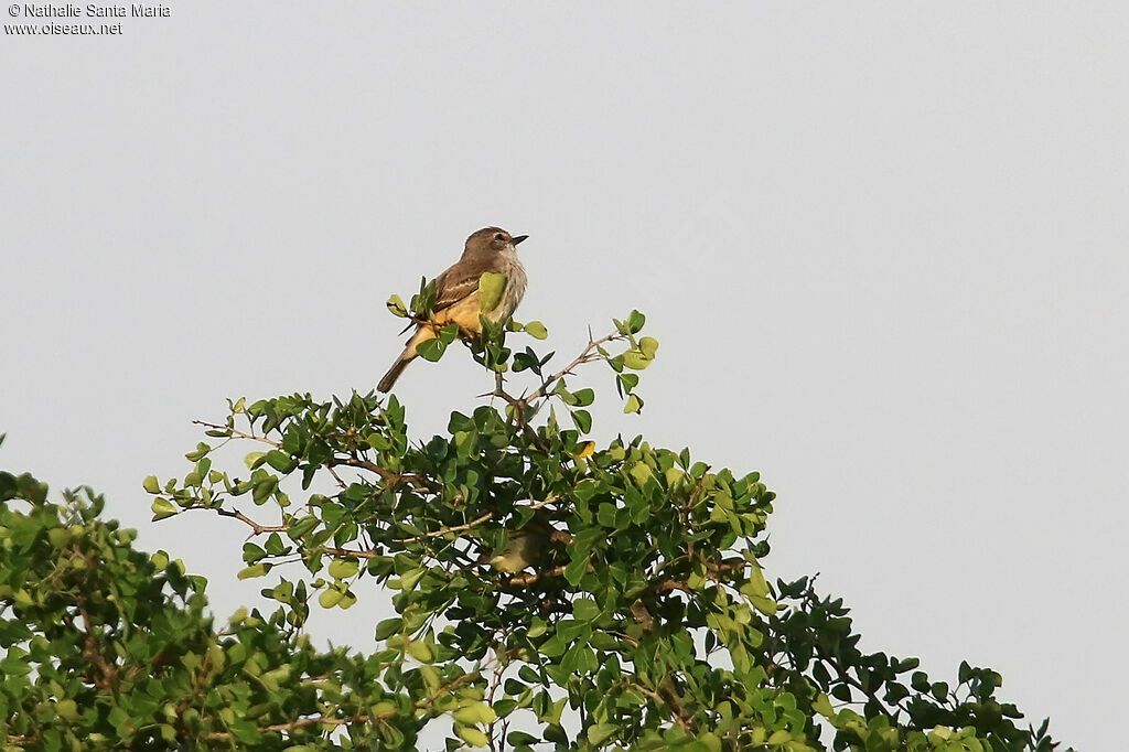 Northern Tropical Peweeadult, identification