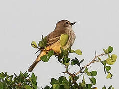 Northern Tropical Pewee