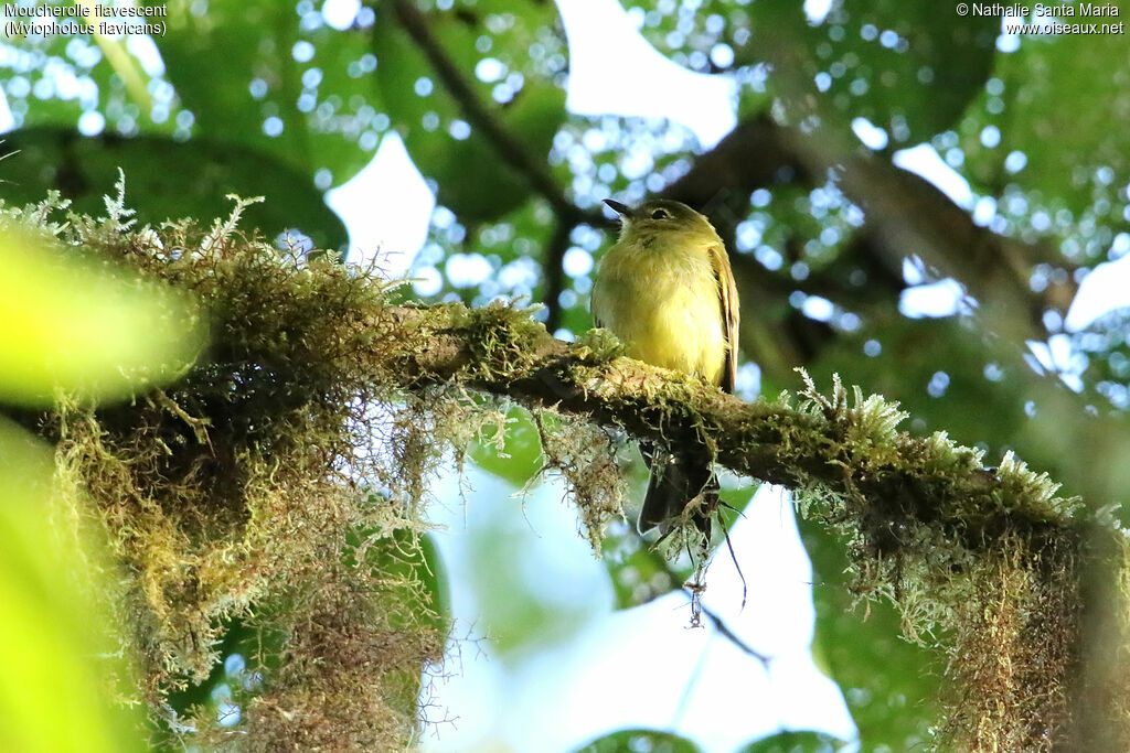 Flavescent Flycatcheradult, identification