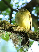 Flavescent Flycatcher