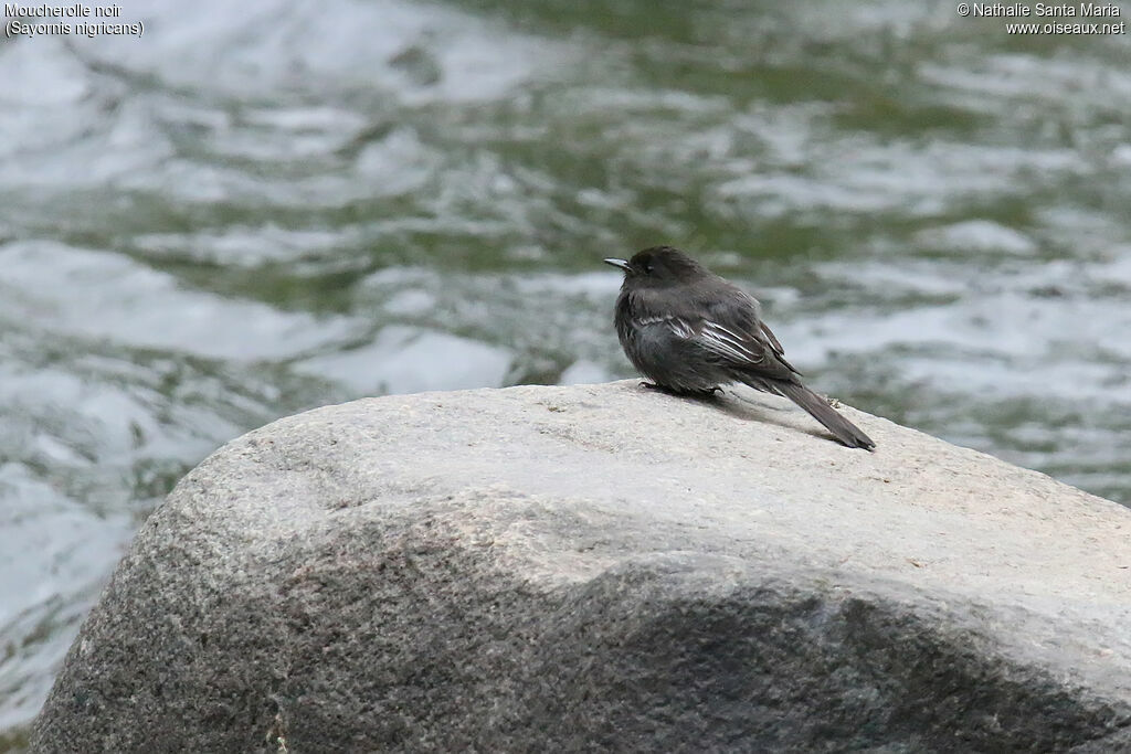 Black Phoebeadult, identification