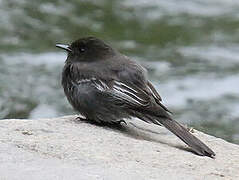 Black Phoebe