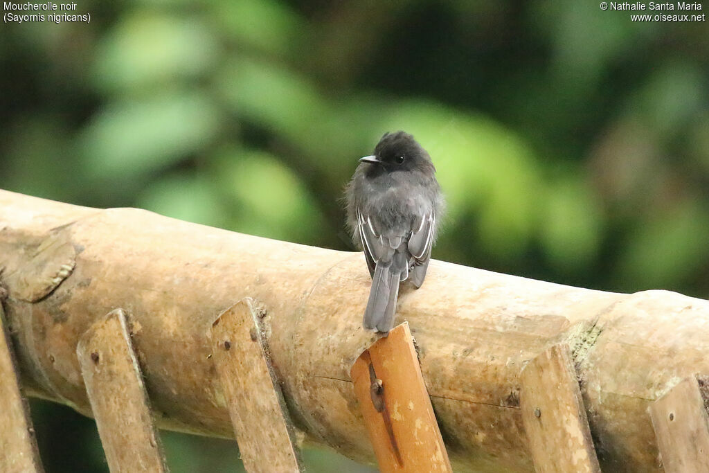 Black Phoebeadult, identification