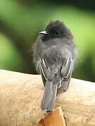 Black Phoebe