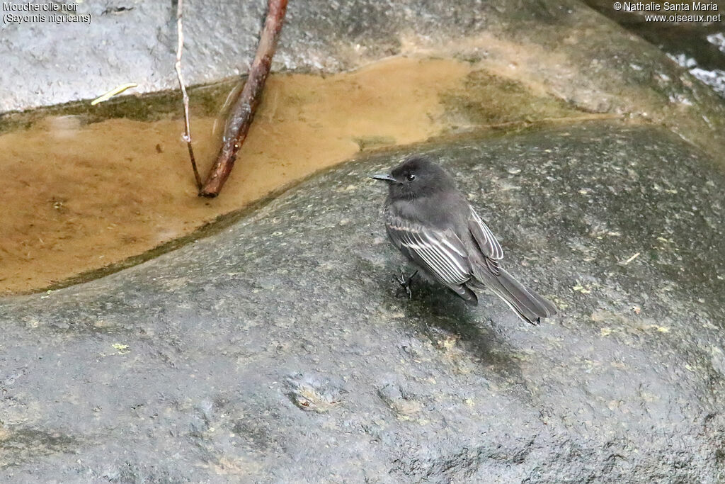 Black Phoebeadult, identification